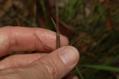 Pachymorpha