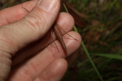Pachymorpha