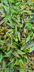 Plantago unibracteata