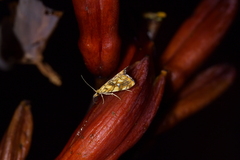 Glaucocharis selenaea