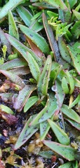Plantago unibracteata