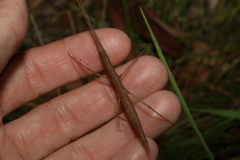 Pachymorpha