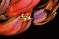 Glaucocharis selenaea