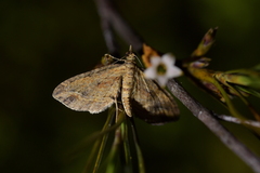 Chloroclystis filata
