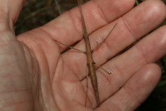 Pachymorpha