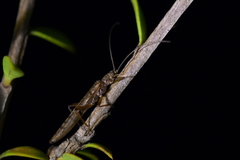 Zelandobius