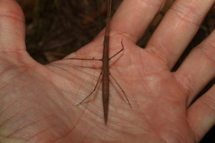 Pachymorpha