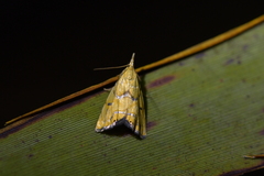 Glaucocharis auriscriptella