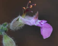 Teucrium intricatum