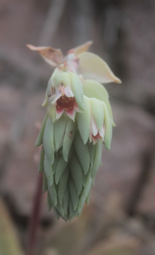 Foto de Pachyphytum
