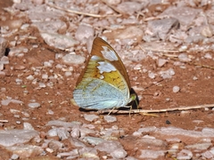 Tanaecia julii