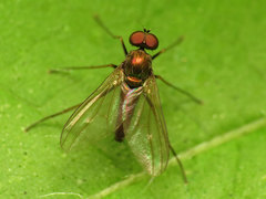 Diaphorinae