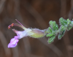 Teucrium intricatum