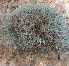 Teucrium intricatum