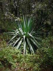 Furcraea parmentieri