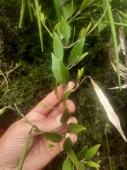 Parsonsia capsularis