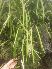 Parsonsia capsularis