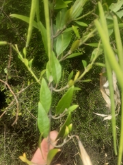 Parsonsia capsularis