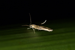 Stathmopoda horticola