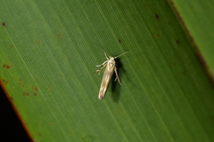 Stathmopoda horticola