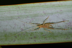 Talitropsis poduroides
