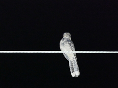 Caprimulgus macrurus