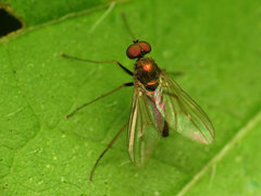 Diaphorinae