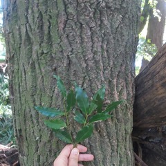 Syzygium floribundum
