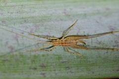 Talitropsis poduroides