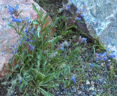 Penstemon virens
