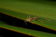 Talitropsis poduroides