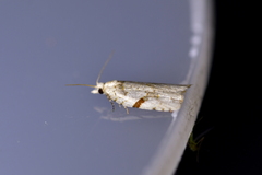 Leucotenes coprosmae