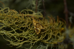 Glaucocharis selenaea