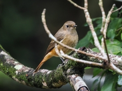 Phoenicurus phoenicurus