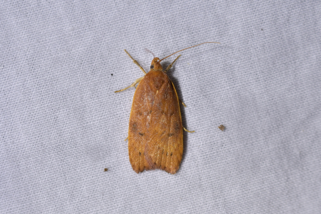 Cryptolechia rhodobapta