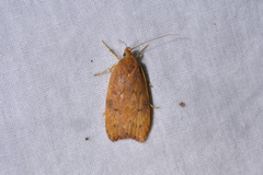 Cryptolechia rhodobapta