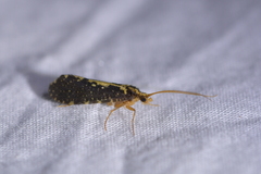 Polyplectropus