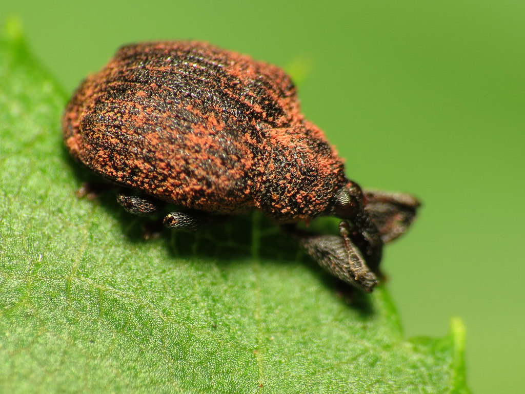 Yellow Poplar Weevil