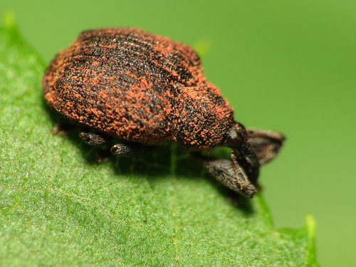 Yellow Poplar Weevil
