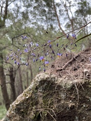 Dianella caerulea assera