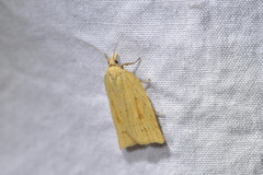 Clepsis leucaniana