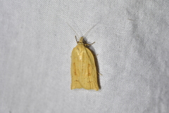Clepsis leucaniana