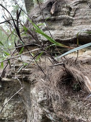 Dianella caerulea assera