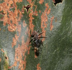 Cymbacha