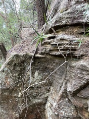 Dianella caerulea assera