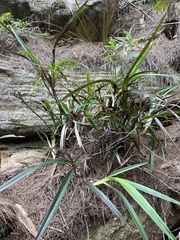 Dianella caerulea assera