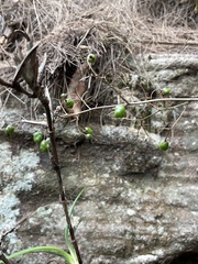 Dianella caerulea assera