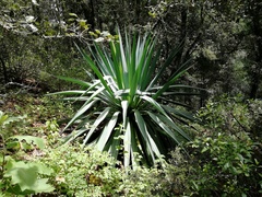 Furcraea parmentieri