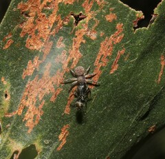 Cymbacha