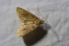 Pseudocoremia suavis